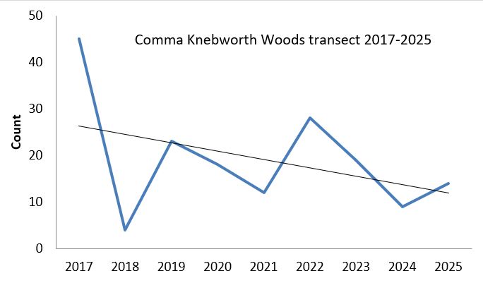 Comma Knebworth Woods transect abundance chart